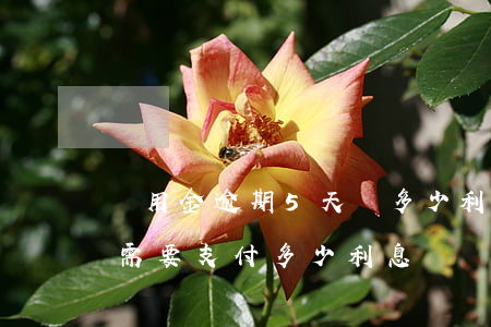備用金逾期5天還多少利息，逾期5天，備用金需要支付多少利息？